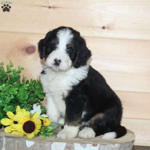 Double Dunker, Bernedoodle Puppy
